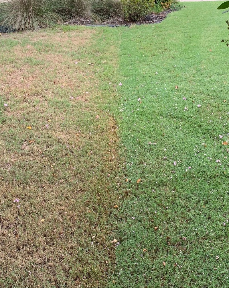 A front lawn split by a property line, with the treated side noticeably greener